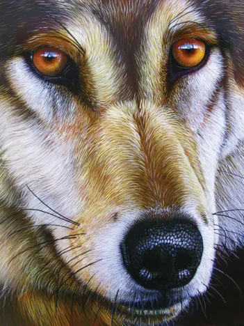 Produit Jurek - Wolf Face Image