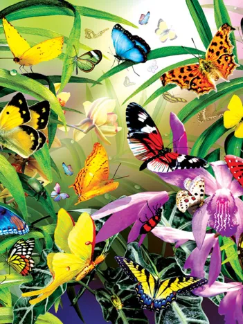 Produit Lori Schory - Tropical Butterflies Image