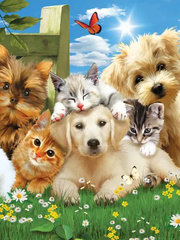 Produit Pièces XXL - Pups n Kittens Image