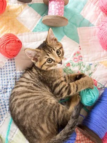 Produit Le Chat et ses Pelotes Image