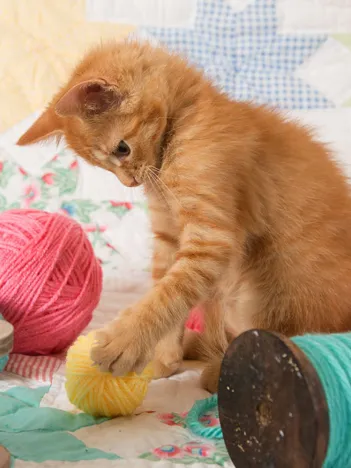 Produit Pièces XXL - Chaton et Pelotte Image