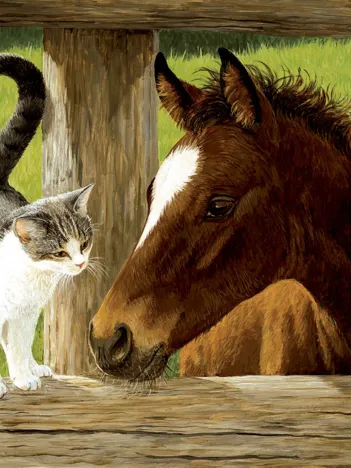 Produit Pièces XXL - Whiskery Hello Image