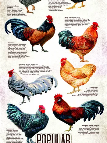 Produit Pièces XXL - Races de Poulet Populaires Image