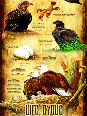 Produit Pièces XXL - Cycle de Vie du Pygargue à Tête Blanche Image