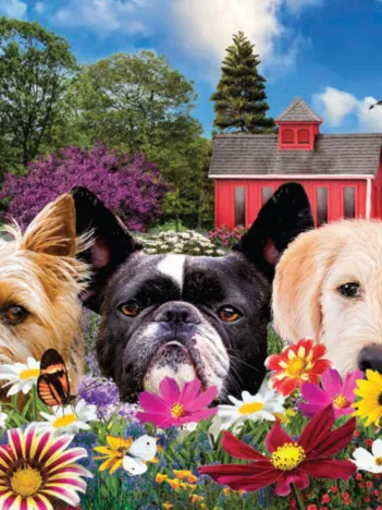 Produit Coucou Image