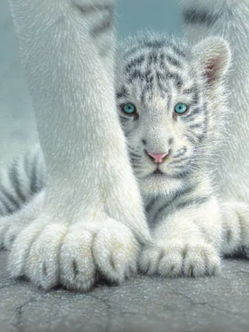 Produit Collin bogle - Sheltered Image