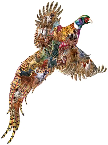 Produit Sports Afield Image