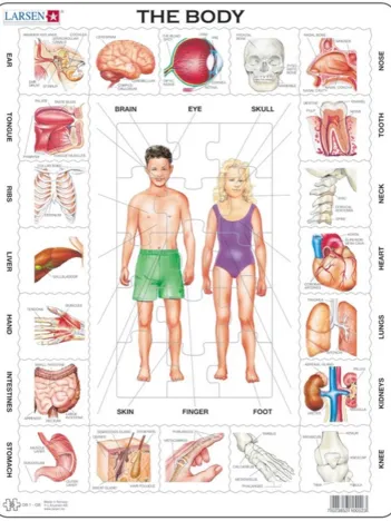 Produit Puzzle Cadre - Le Corps Humain (en Français) Image