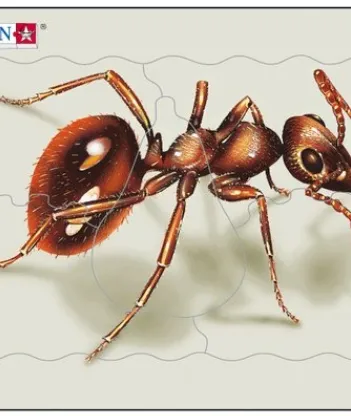 Produit Puzzle Cadre - Fourmi Image