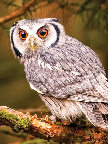 Produit Bengal Eagle Owl Image