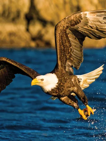 Produit Eagle at Hunting Image