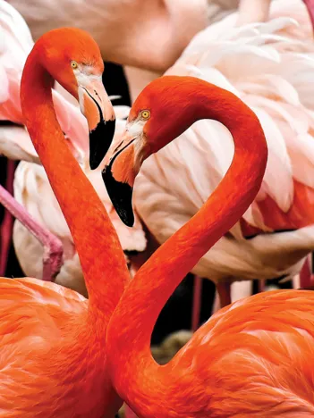 Produit Flamingo Lovers Image