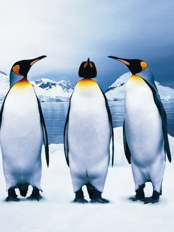 Produit Penguins Image