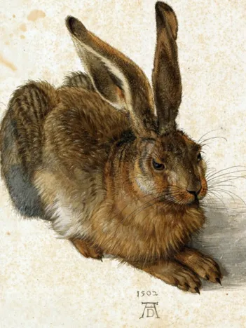 Produit Albrecht Dürer - Le Lapin, 1502 Image