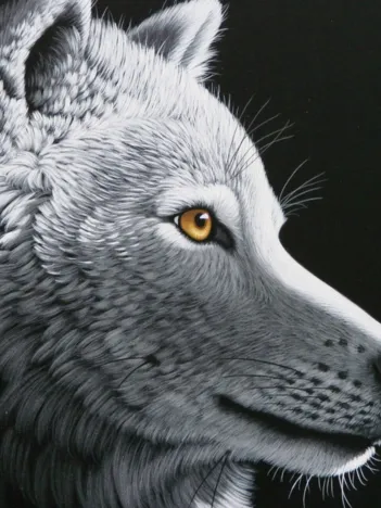 Produit Schim Schimmel - Wolf Light Image