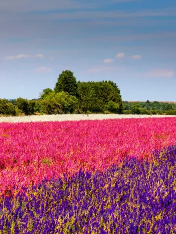 Produit Wick Confetti Fields near Pershore Image
