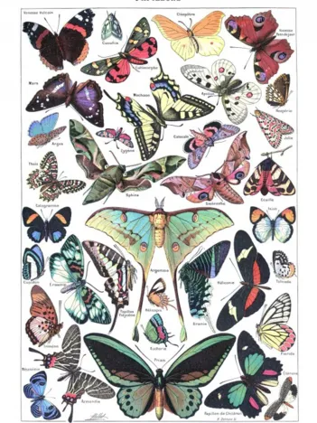 Produit Illustration du Larousse pour Tous : Papillons, 1907-1910 Image