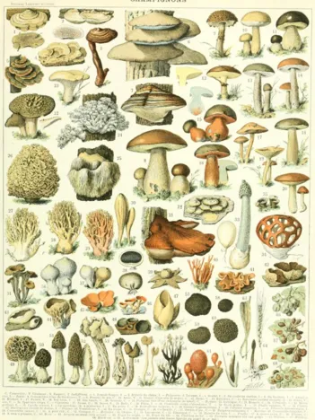 Produit Illustration du Larousse : Champignons , XIXè Siècle Image