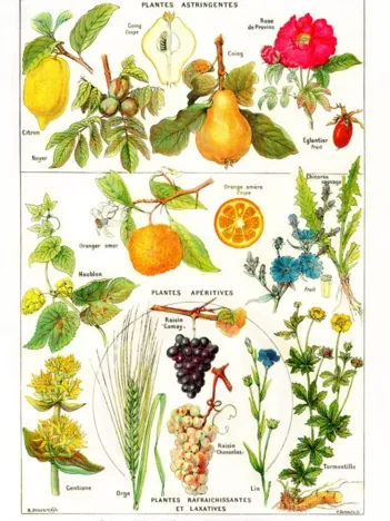 Produit Illustration du Larousse Medical Illustré : Plantes Astringentes et Apéritives , 1912 Image