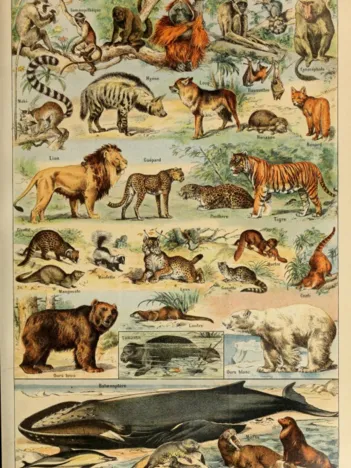 Produit Illustrations du Larousse pour Tous : Mammifères , XIXè Siècle Image