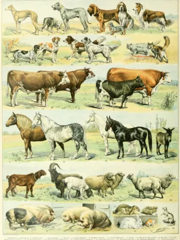 Produit Illustration du Nouveau Larousse Illustré : Mammifères , XIXè Siècle Image