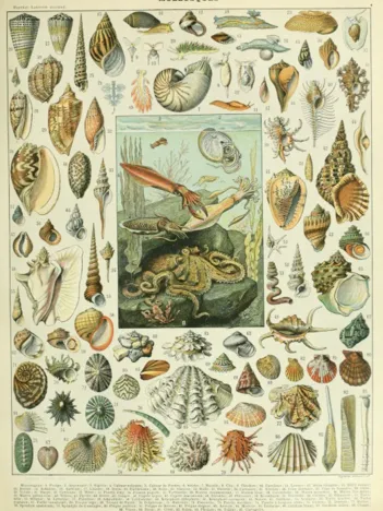 Produit Illustration du Nouveau Larousse Illustré : Mollusques , XIXè Siècle Image