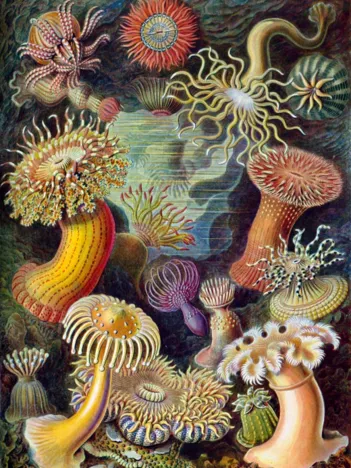 Produit Ernst Haeckel : Anémones de Mer , 1904 Image
