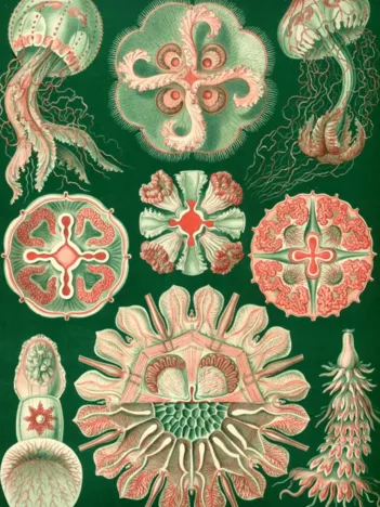 Produit Ernst Haeckel : Les Trachyméduses , 1904 Image