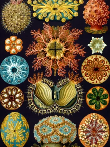 Produit Ernst Haeckel : Les Ascidies , 1904 Image