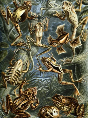 Produit Ernst Haeckel : Les Batraciens , 1904 Image