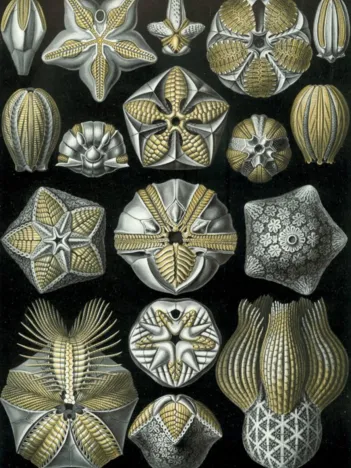 Produit Ernst Haeckel : Les Blastoidea , 1904 Image