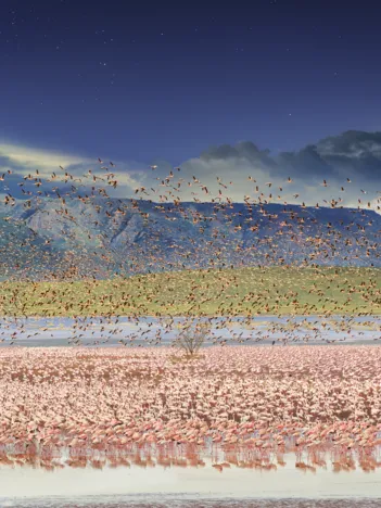 Produit Flamants roses, Lac Bogoria, Kenya, Afrique, Day to Night TM Image