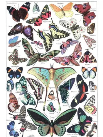 Produit Illustration du Larousse pour Tous : Papillons, 1907-1910 Image