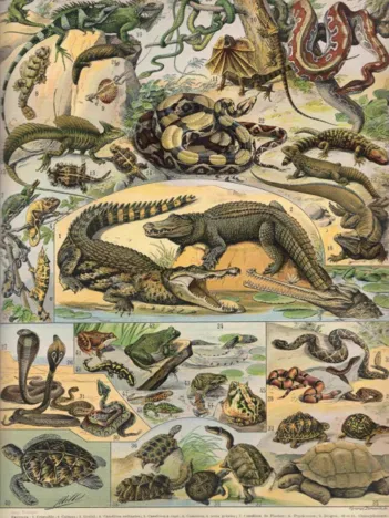Produit Illustration du Nouveau Larousse Illustré : Reptiles, 1897-1904 Image