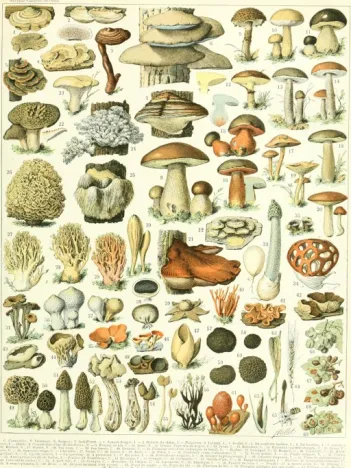 Produit Illustration du Larousse : Champignons, XIXè Siècle Image
