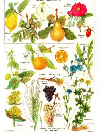 Produit Illustration du Larousse Medical Illustré : Plantes Astringentes et Apéritives, 1912 Image