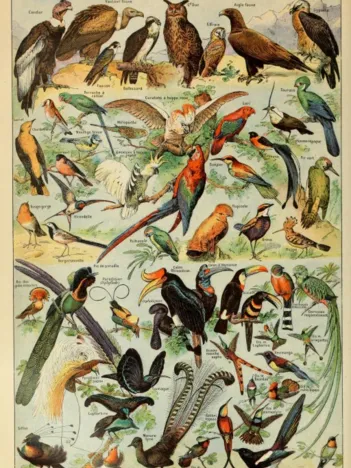 Produit Illustration du Larousse pour Tous : Oiseaux, XIXè Siècle Image
