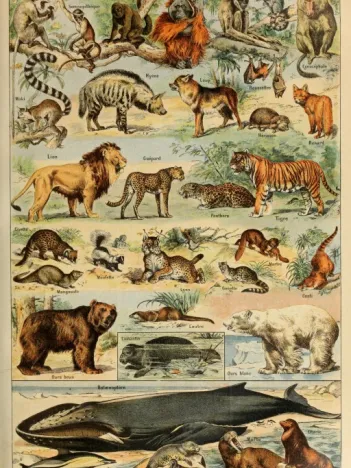 Produit Illustration du Larousse pour Tous : Mammifères, XIXè Siècle Image