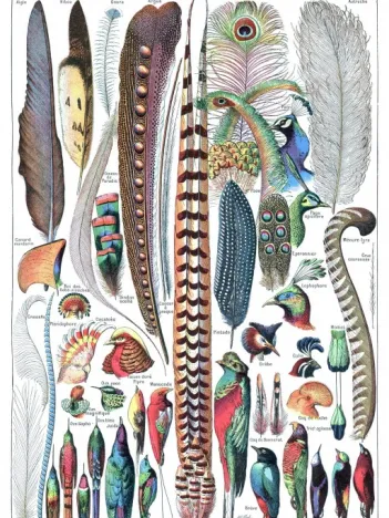 Produit Illustration du Larousse pour Tous : Plumes, 1907-1910 Image
