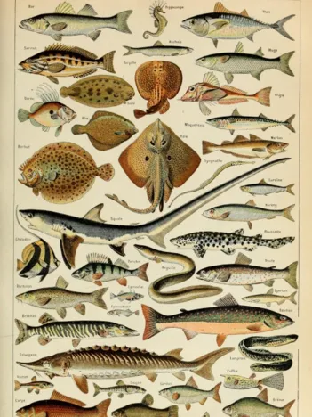 Produit Illustration du Larousse pour Tous : Poissons, XIXè Siècle Image