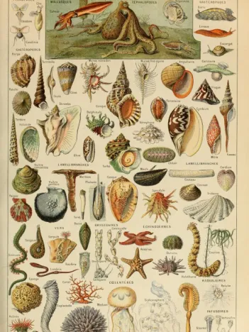 Produit Illustration du Larousse pour Tous : Mollusques, XIXè Siècle Image