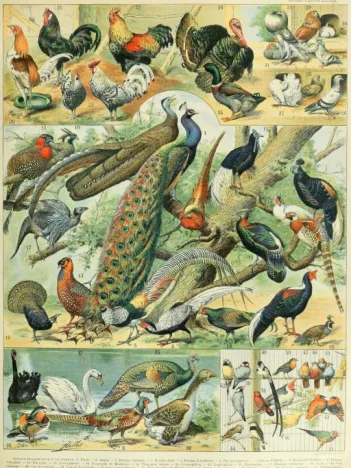 Produit Illustration du Nouveau Larousse Illustré : Oiseaux, XIXè Siècle Image