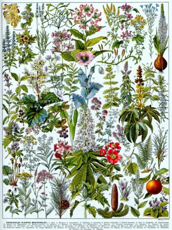 Produit Illustration du Larousse : Les Plantes Médicinales Image