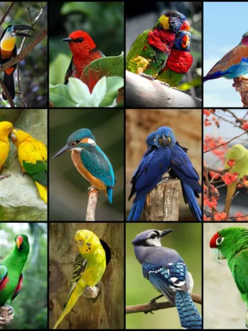 Produit Collage - Oiseaux Colorés Image