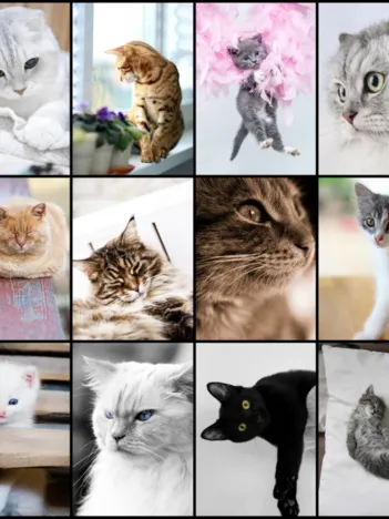 Produit Collage - Chats Image