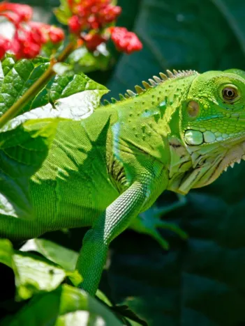 Produit Iguane Image