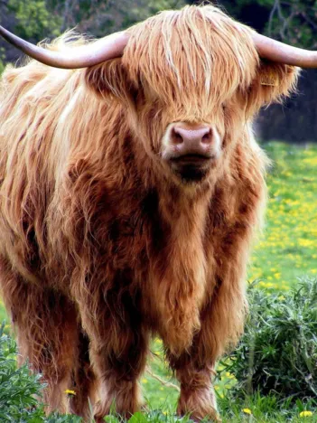 Produit Vache des Highlands Image