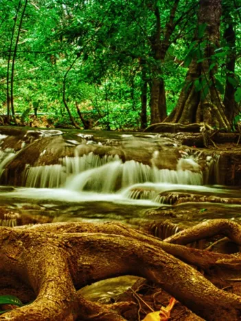 Produit Cascade dans la Forêt Ombragée Image