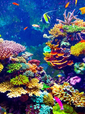 Produit Fonds Marins Image