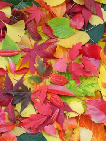 Produit Feuilles d'Automne Image